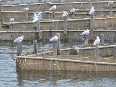 室見川の春の風物詩の白魚のヤナ掛けです。ユリカモメは福岡市の市鳥です。